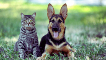 Adoção Responsável: Como Escolher o Pet Ideal para Você