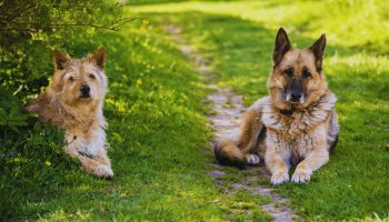 Animais de Abrigo ou De Raça: Qual Escolher?