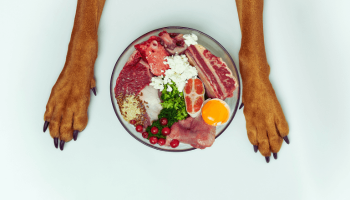 Alimentação Natural para os Cães: Benefícios e Receitas