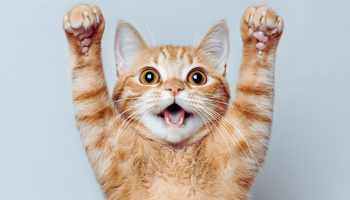 Ansiedade em Gatos – Entendendo os Sinais