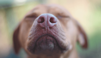 Cães Cheiram Tudo. Descubra Agora o Porquê!