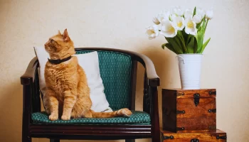 Gatos de Apartamento: Como Enriquecer o Ambiente
